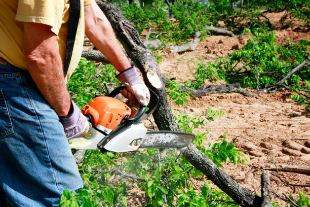 Best Emergency Storm Tree Removal  in Double Springs, AL